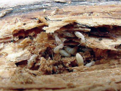 Woodborer Control