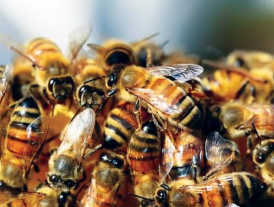 Honeycomb pest control service