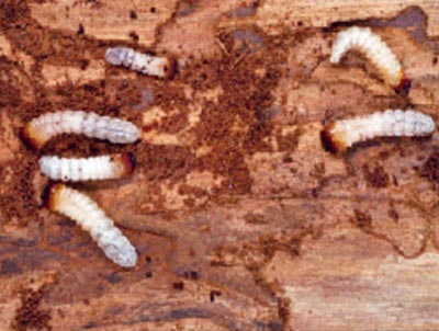 Woodborer Control 1