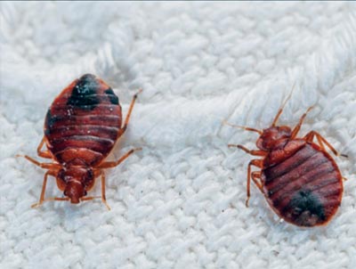 bedbug pest control